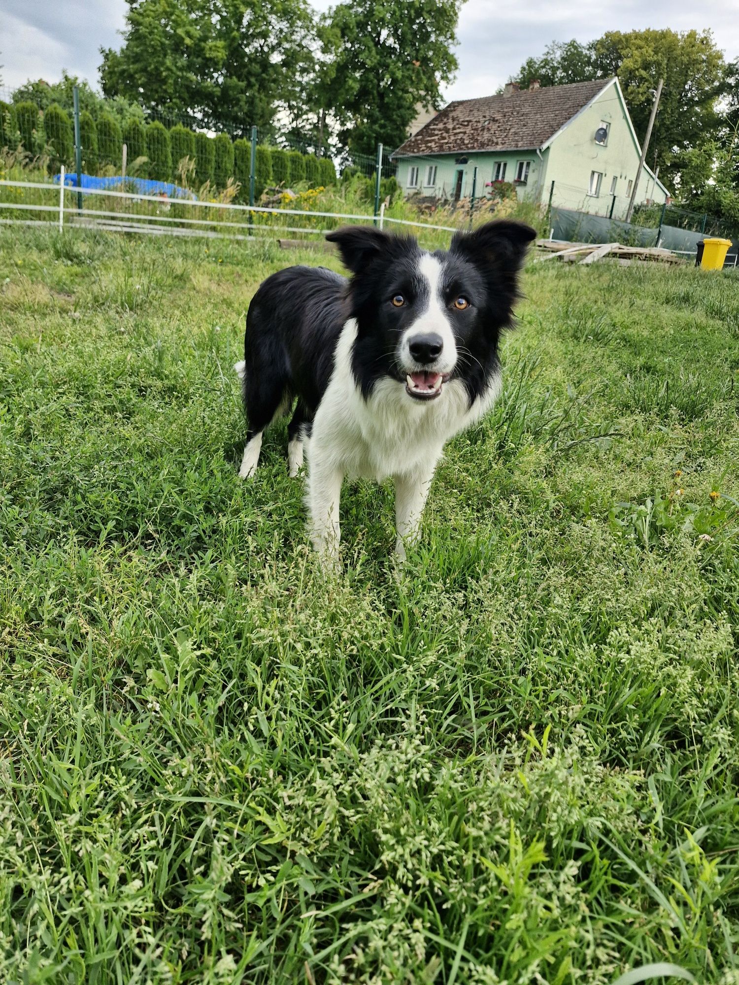Border Collie ZKwP FCI linia vers - Ostatnie dwa szczeniaczki!