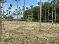 Terreno Para Construção  Venda em Argoncilhe,Santa Maria da Feira