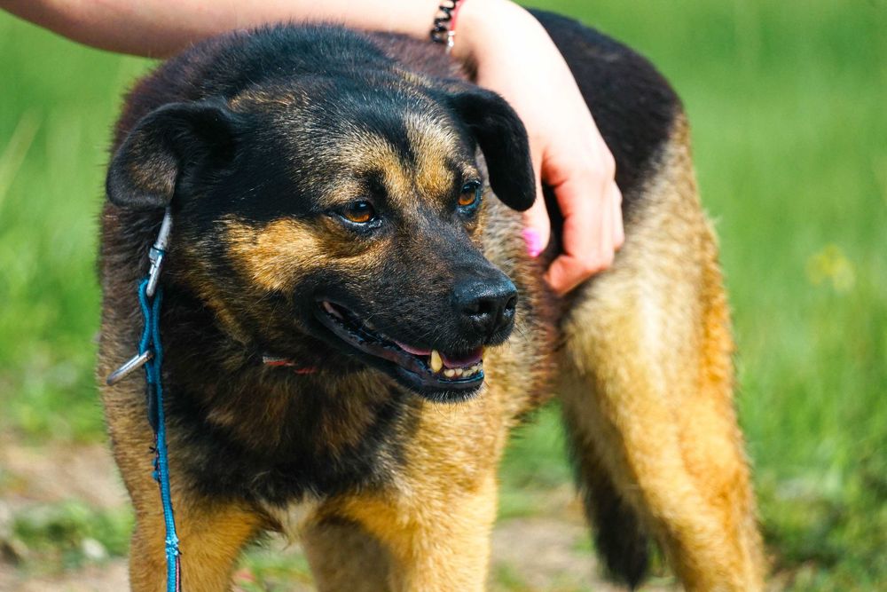 VIRGO - śliczny piesek szuka domu