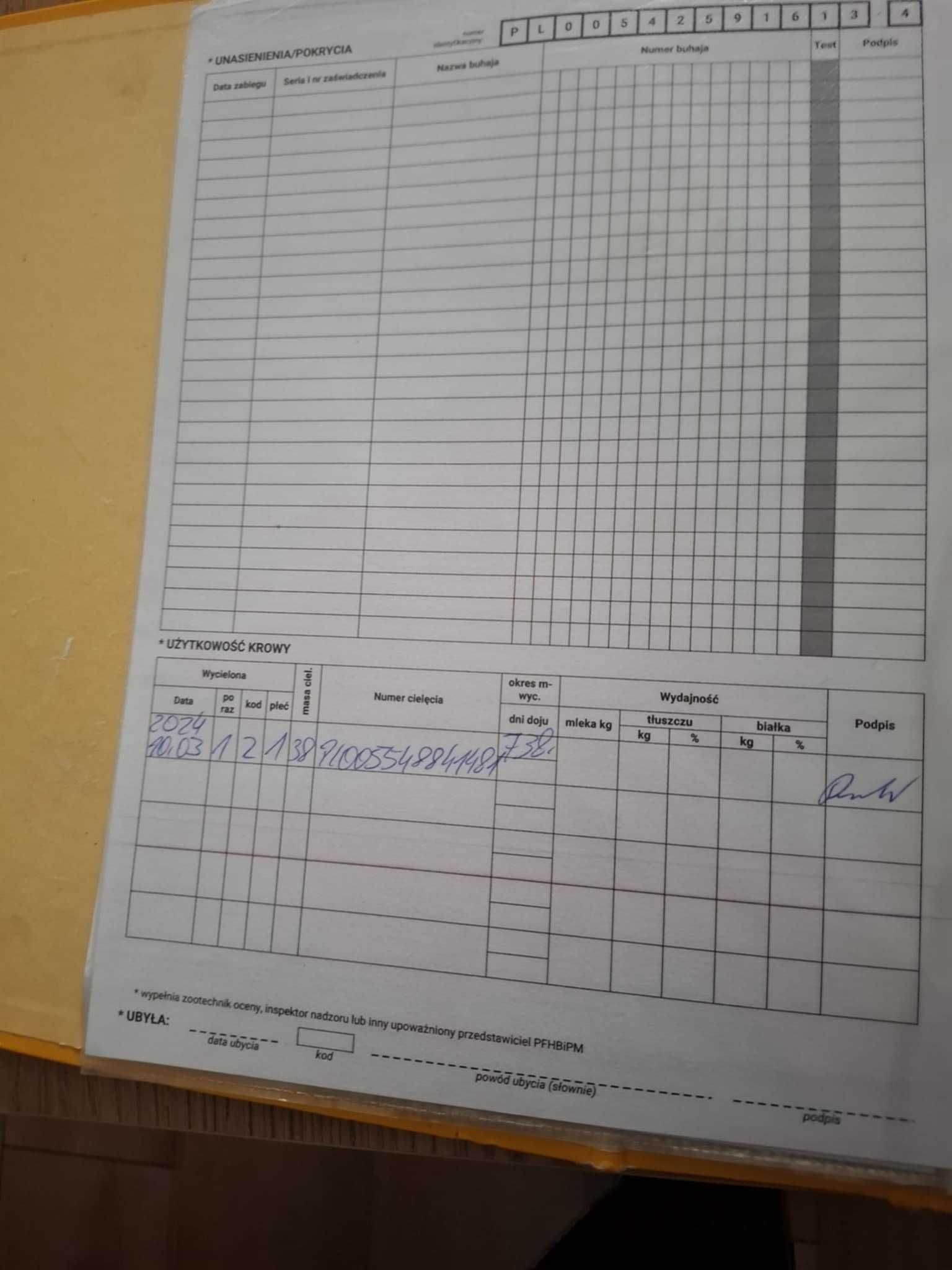 Krowa wysokocielna mleczna