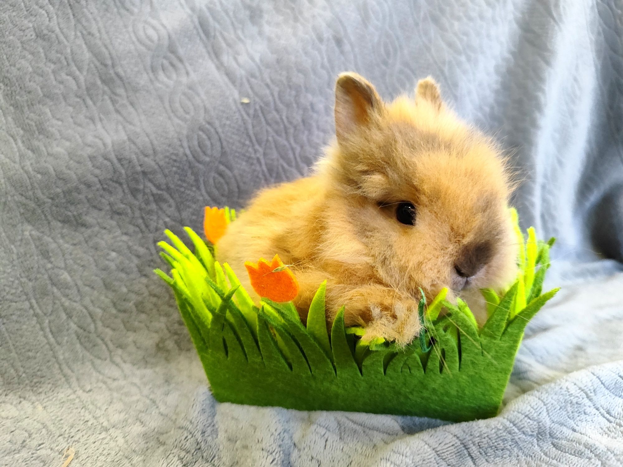 Karzełek teddy rasowy metryka legalna hodowla królik miniaturka