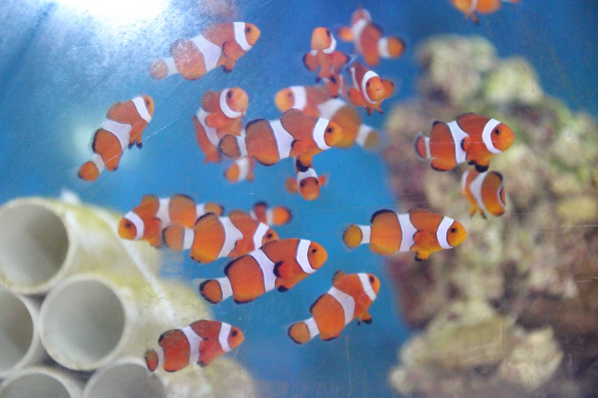 Amphiprion ocellaris  błazenek. Morskie