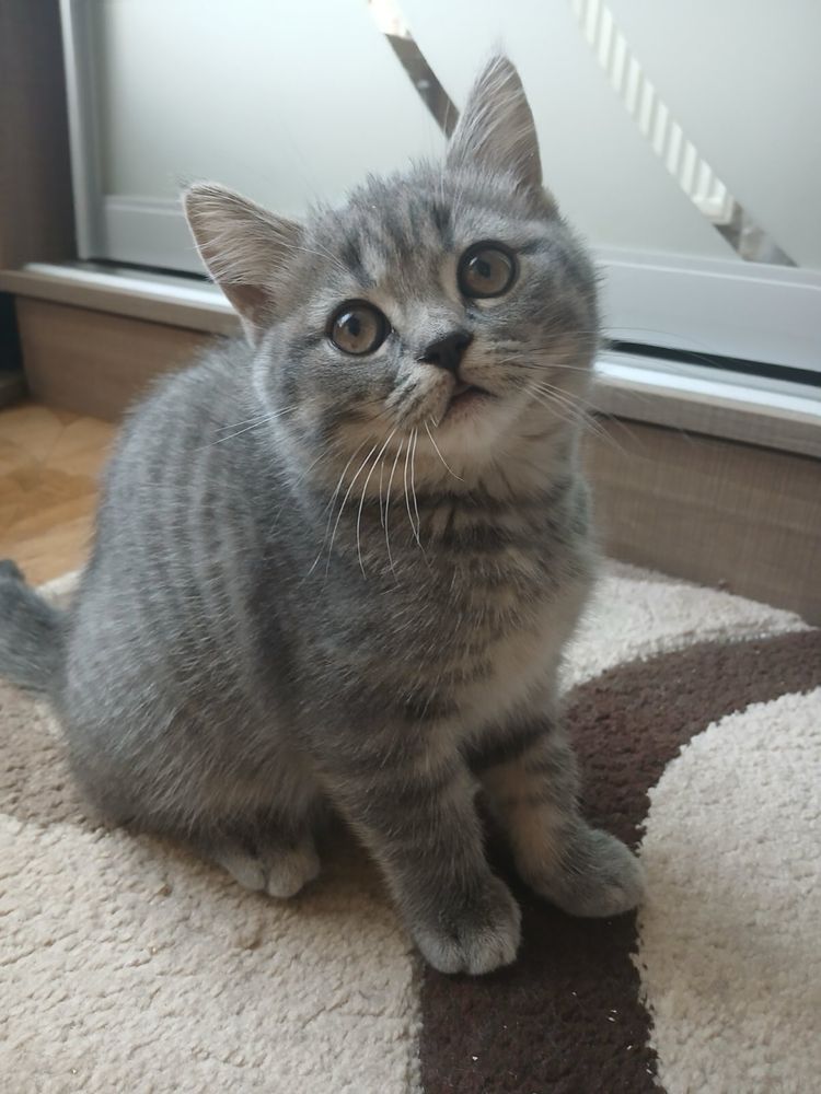 Кішечка скотіш фолд