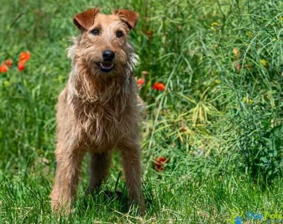 Miły, przyjacielski psiak TROLUŚ ogląda się za domkiem!