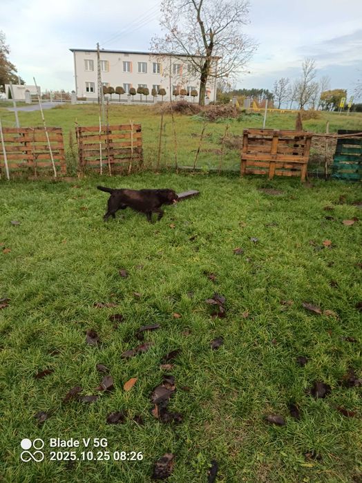 Suka...Płochacz Niemiecki.Wachtelhund