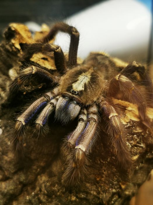 Promocja Poecilotheria metallica