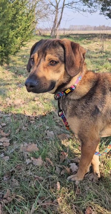 Nala w typie posokowca szuka domu