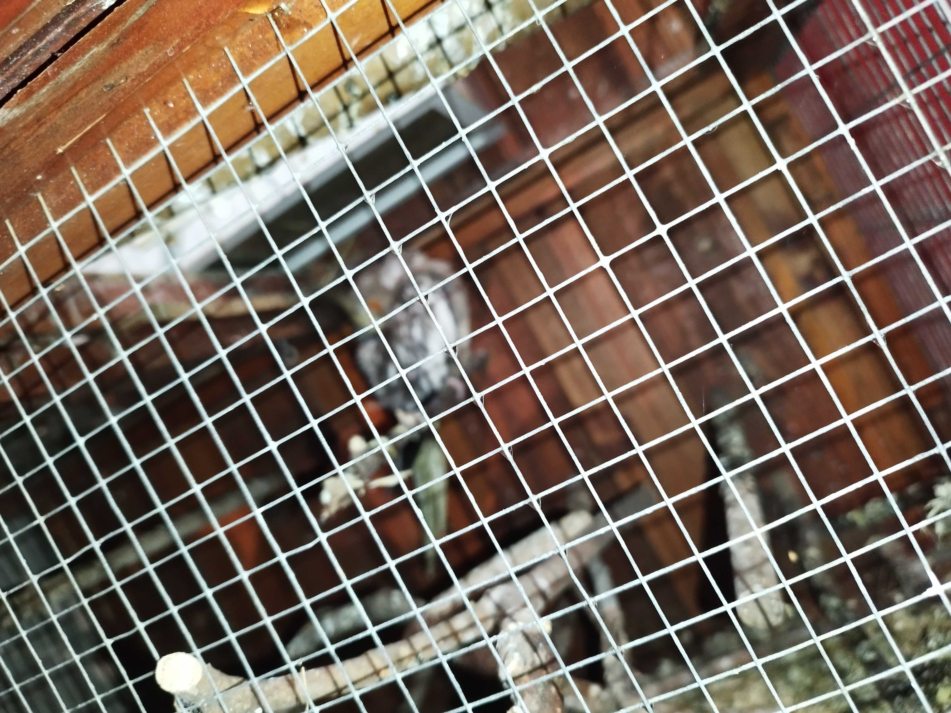 viveiro De Criação Aves