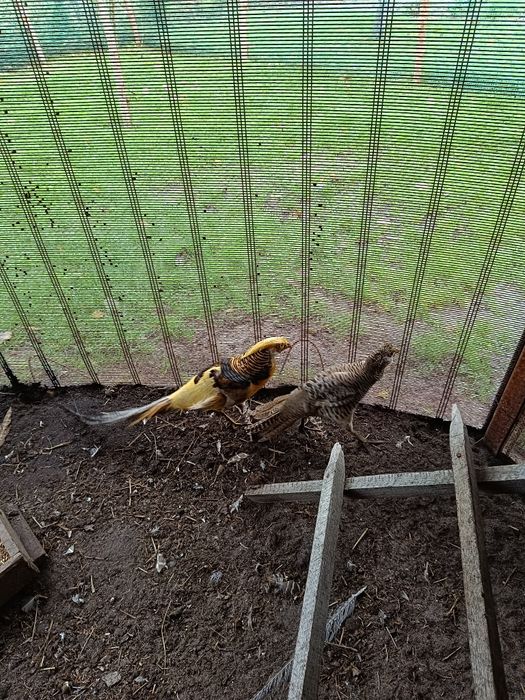 Sprzedam bażanty bananowe