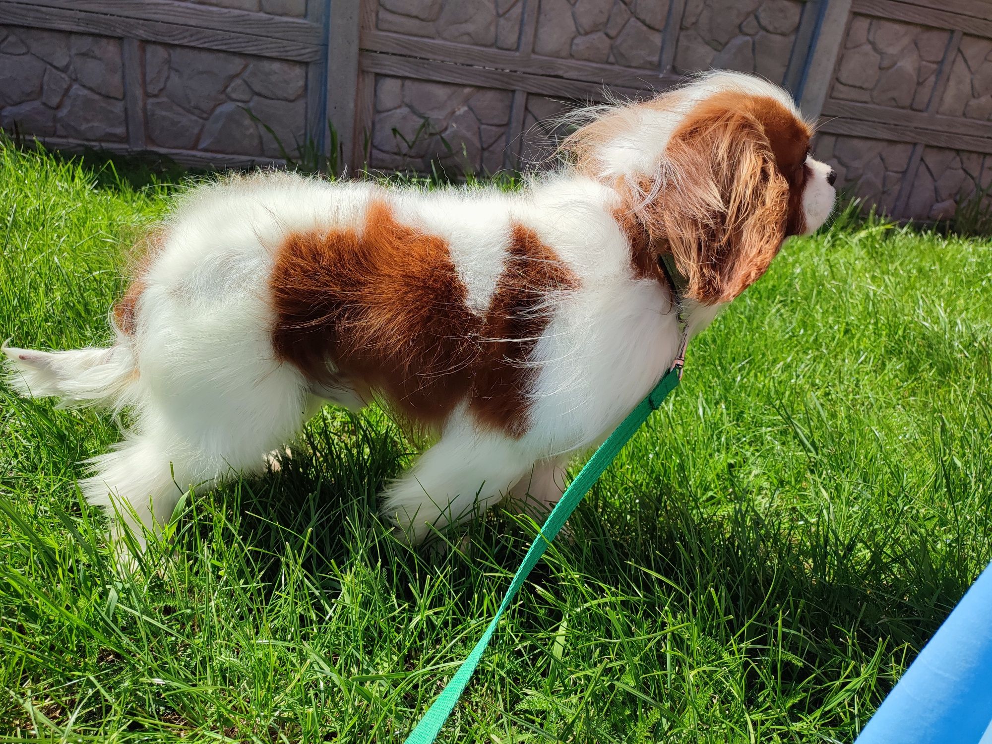 Cavalier King Charles spaniel reproduktor