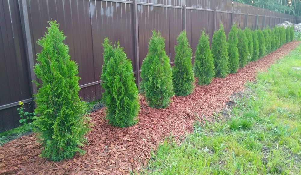 Уход за хвойными растениями, Садовник