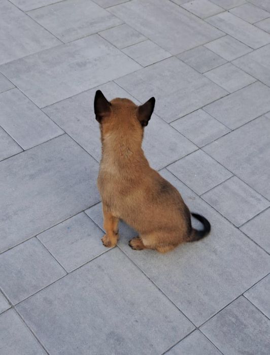 Owczarek Belgijski Malinois piesek 12 tygodni gotowy do odbioru
