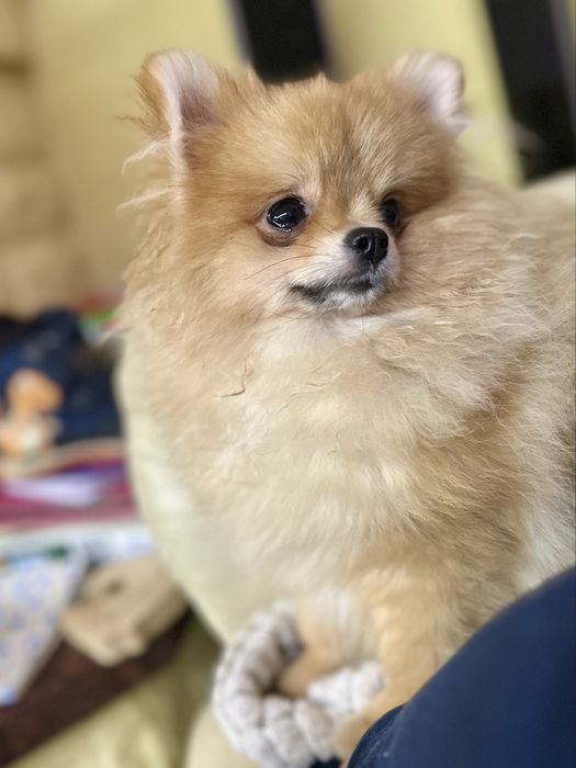 Pomeranian szpic miniaturowy FCI ZKwP
