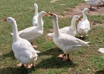 Tuszki gęsi od rolnika