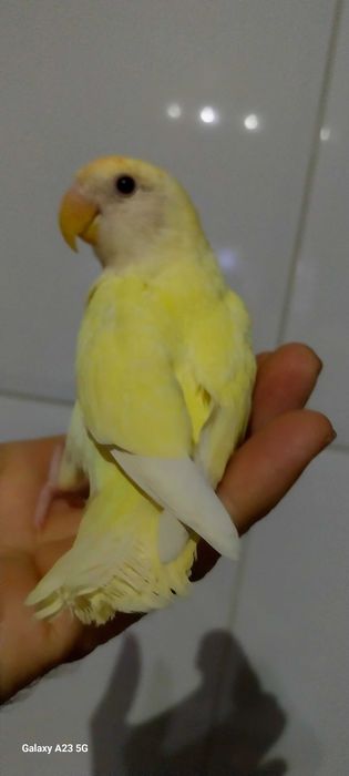 Agapone / agapornis macho
