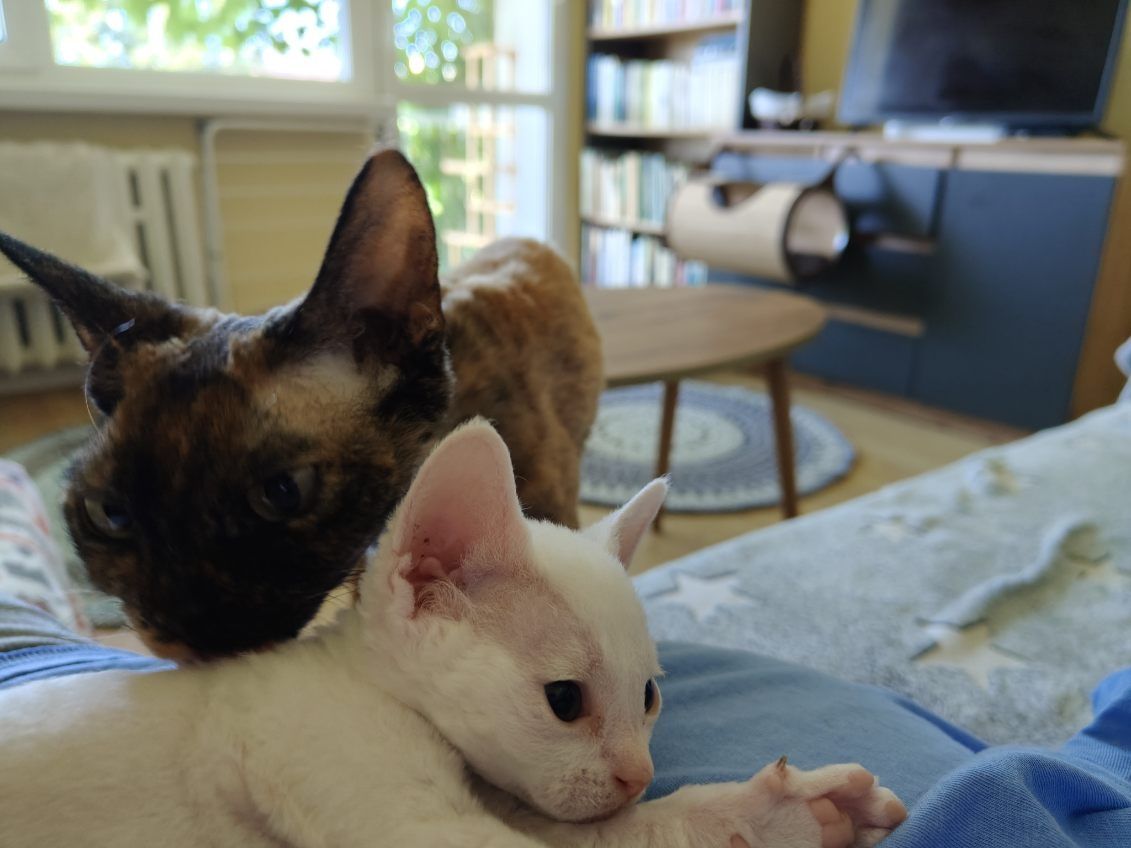Devon rex białe kędziorki