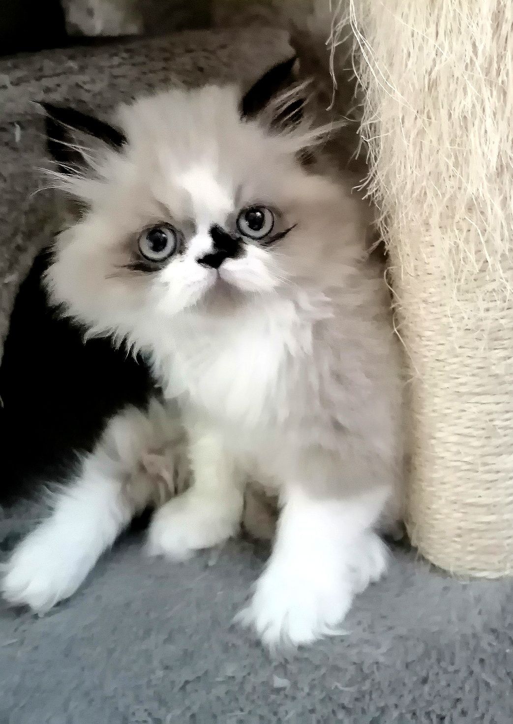 Персидське кошеня