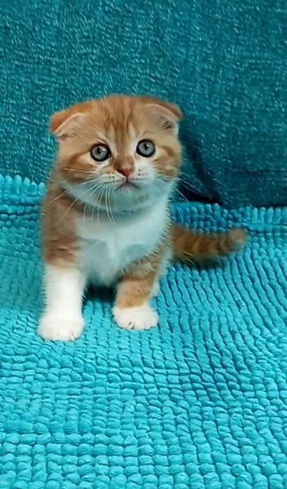 Котенок : "Замурчательный" рыжий котопаренек .