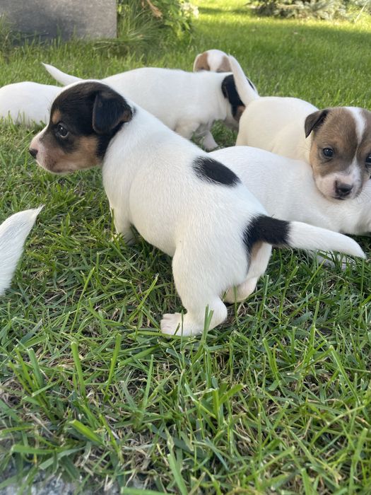 Mały Reksio Jack Russell Terrier