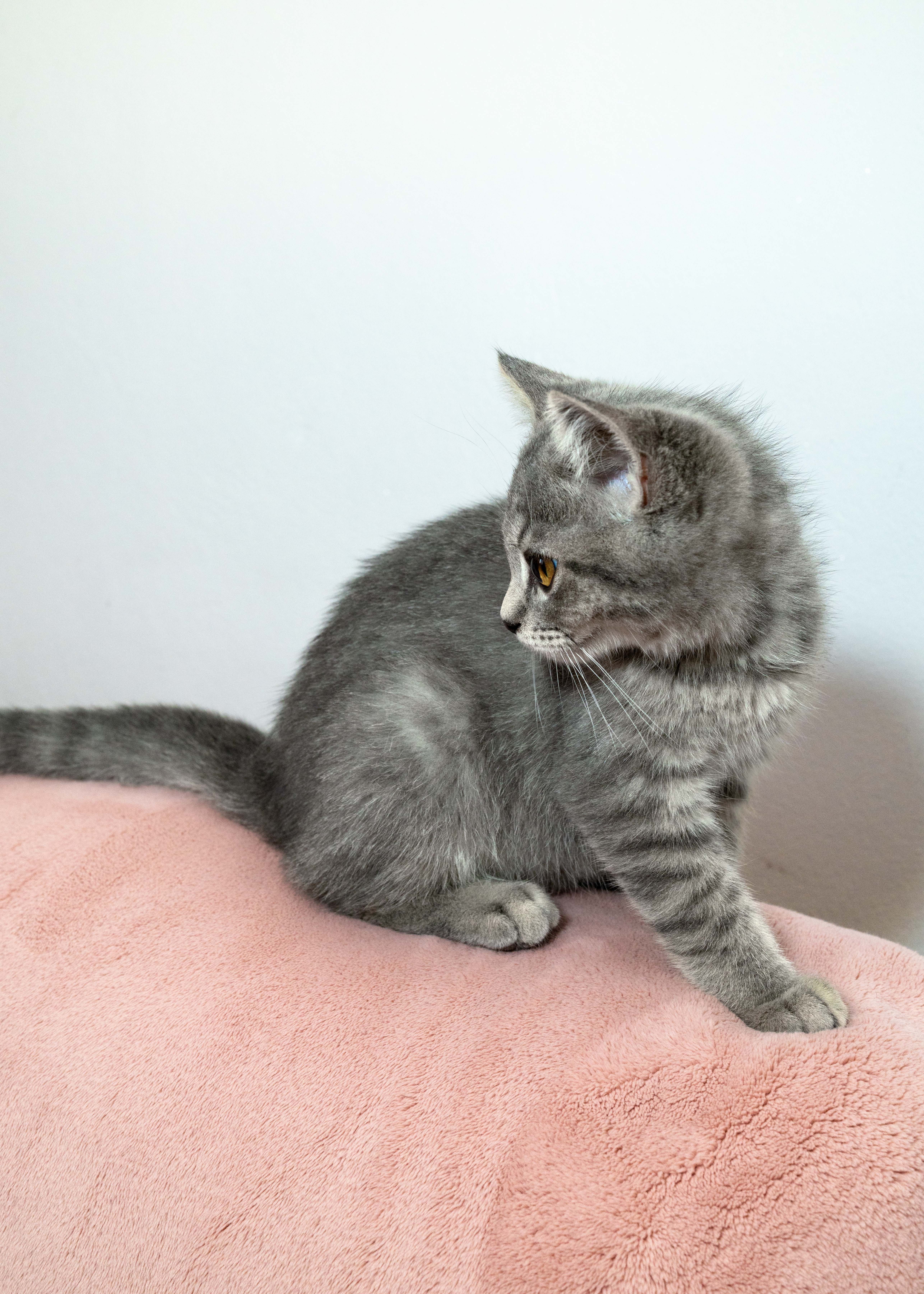 Gatinho Scottish Straight Blue Tabby