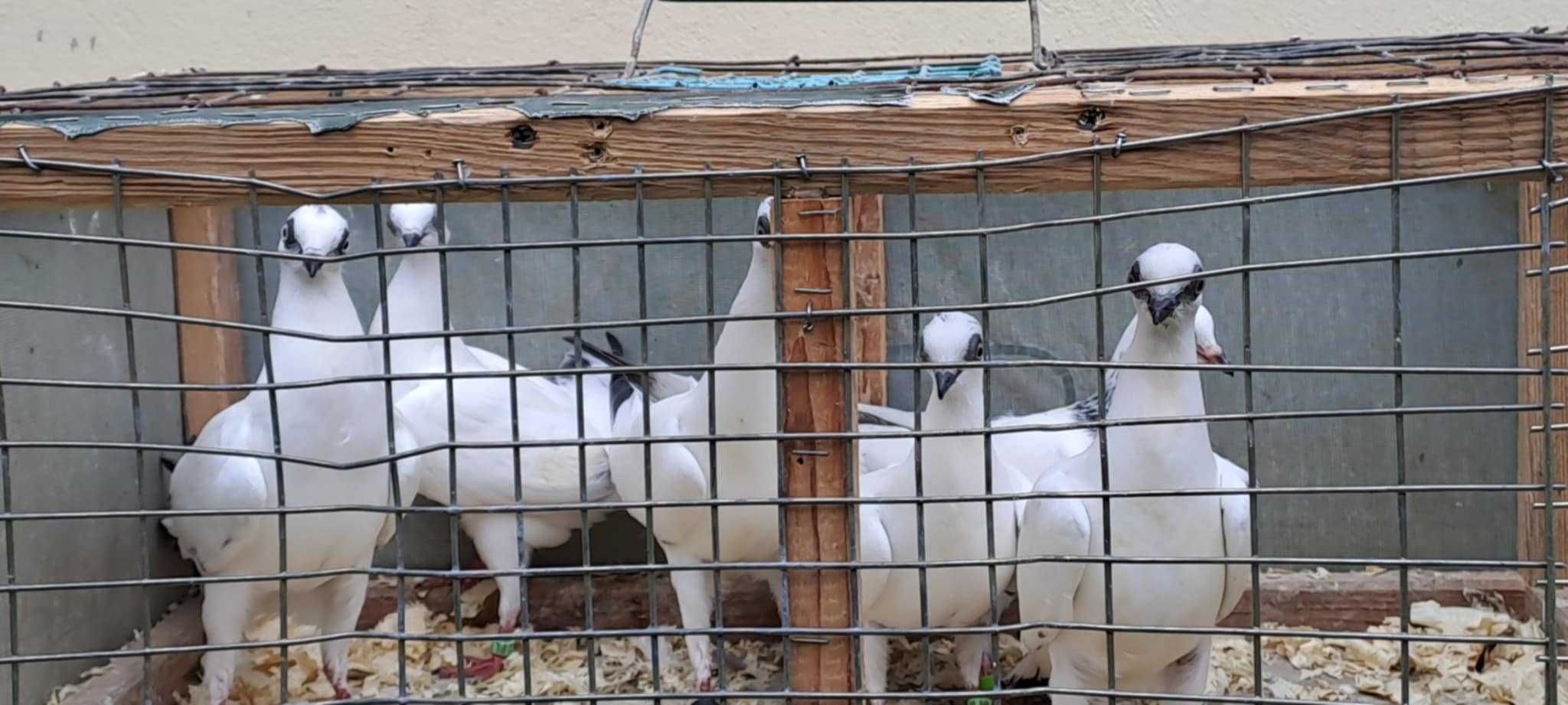 Gołębie na sprzedaż