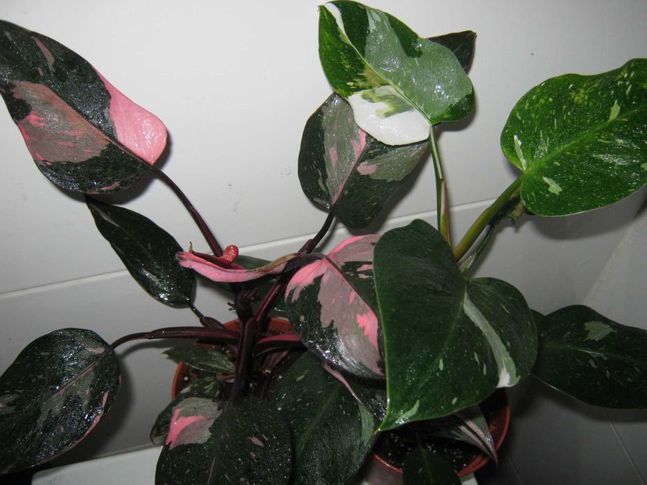 филодендрон разные сорта домашние детки укорененные черенки от150грн