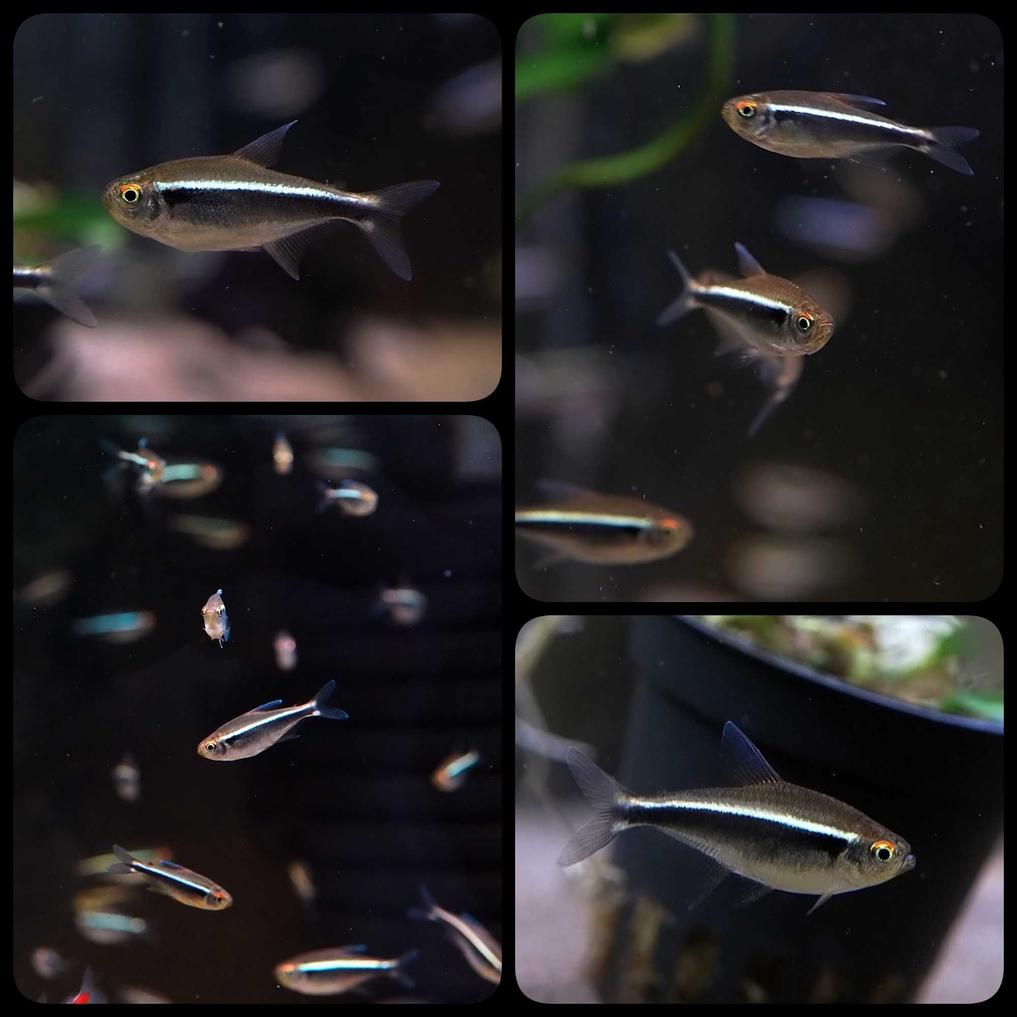 Neon Czarny ( Hyphessobrycon herbertaxelrodii ) - AQUASZOP