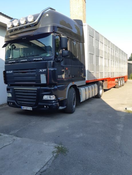 услуги 3х этажного скотовоза#перевозка ВРХ свиней,поросят,овец,индюков