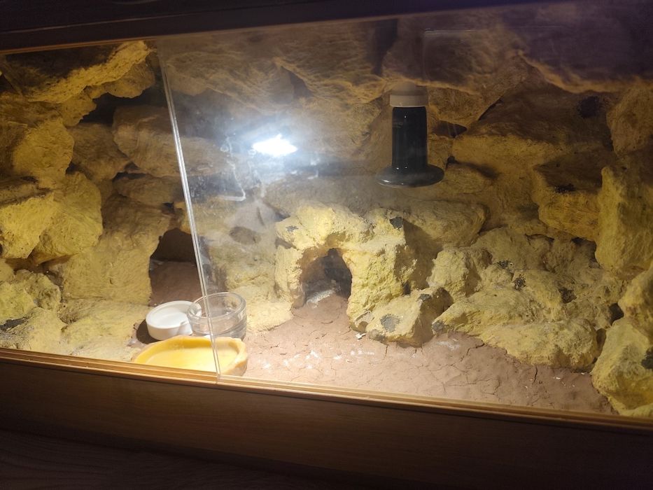 Terrarium 80x40x40 dla gekona lamparciego komplet