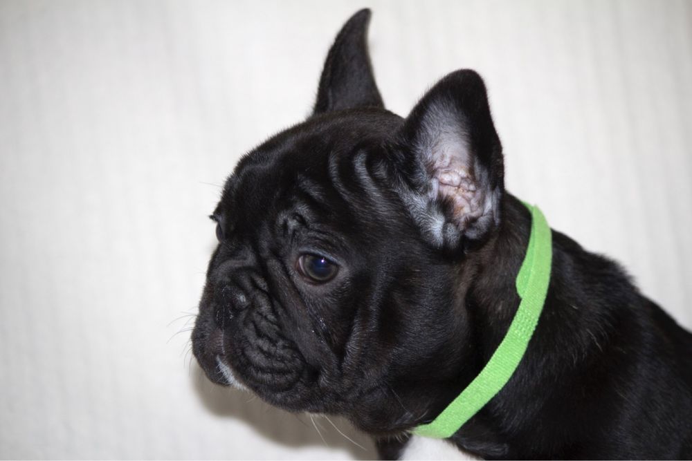 Щенки французкого бульдога