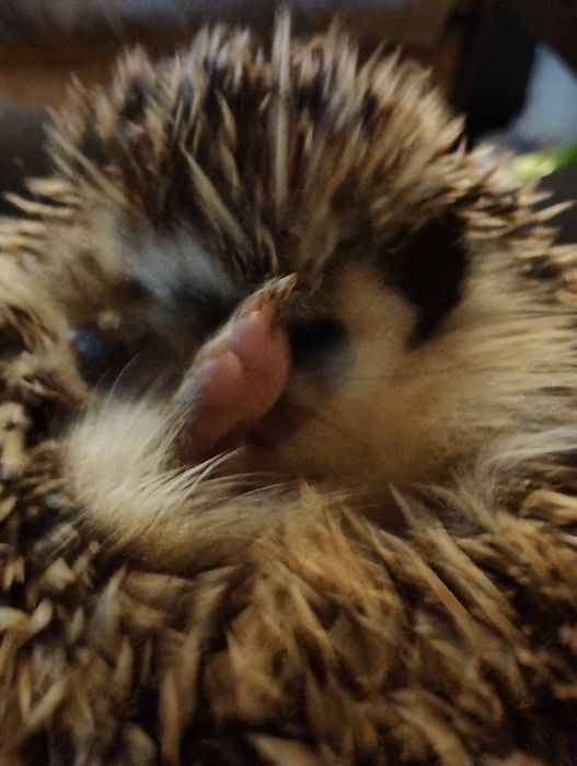 Jeż pigmejski ładny