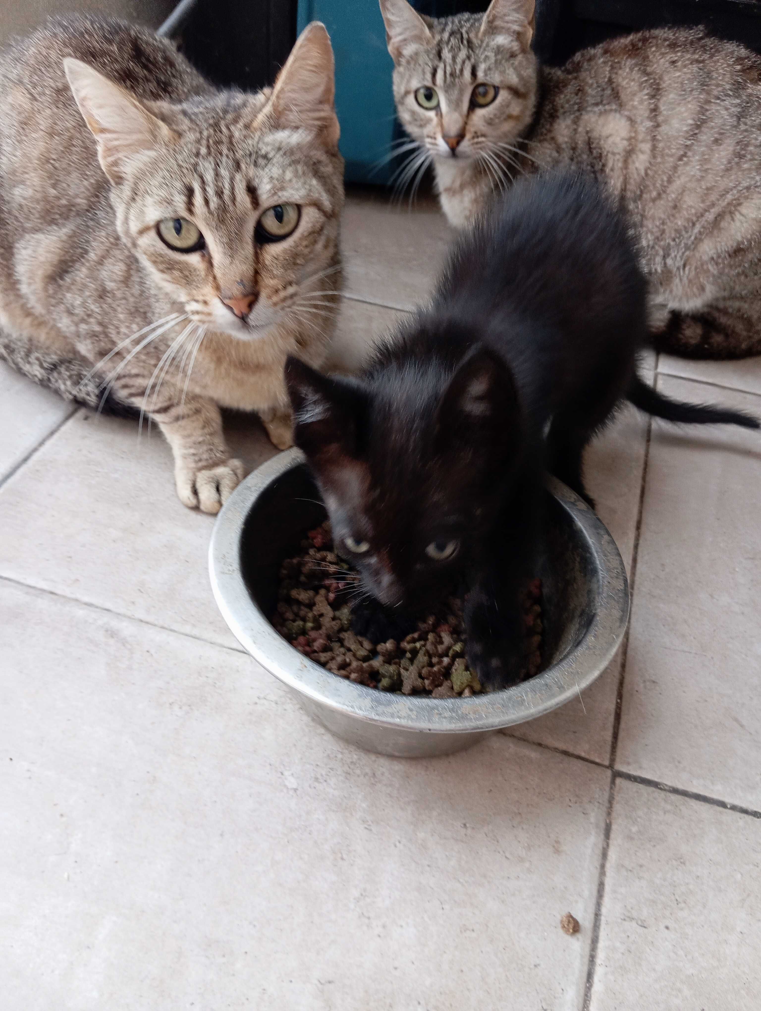 Dou gatinhos com 2 meses