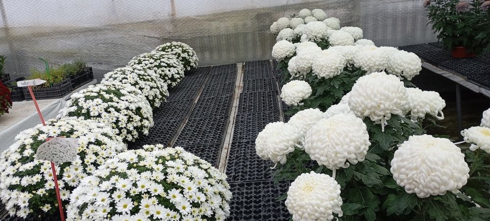 Chryzantemy Doniczkowe