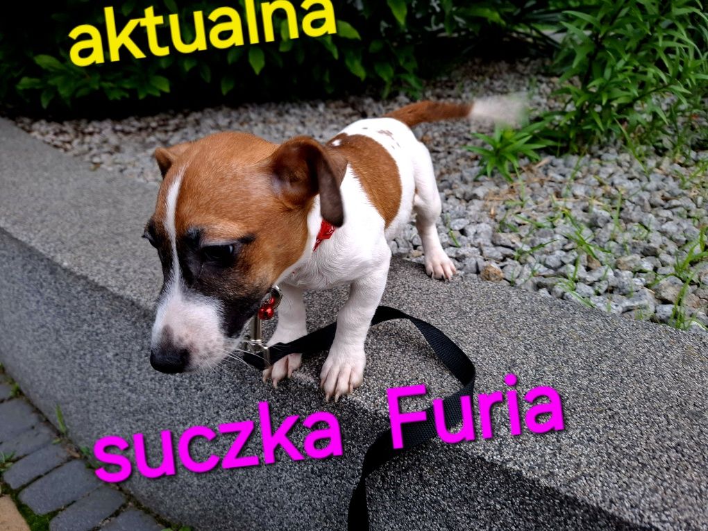 Piękna Furia !!! Jack Russel Terrier krótkie nózki RODZICE w hodowli