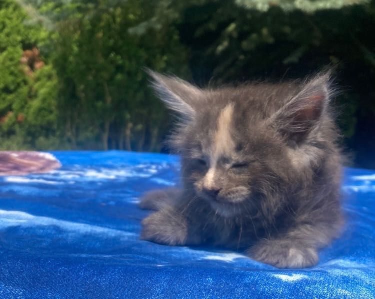 Maine Coon -Niebieska  Dymna Szylkretka!