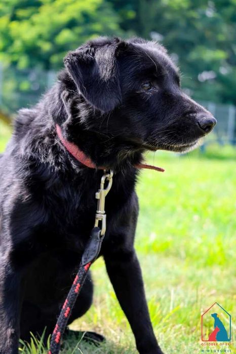 Mały starszy piesek Tufi szuka domu! Adoptuj!