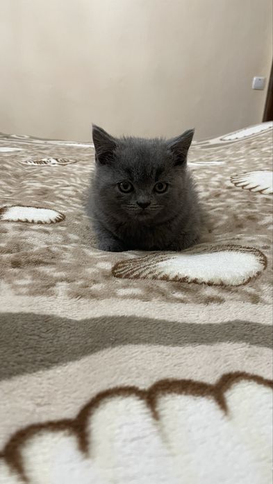Кошеня британець прямовухий хлопчик
