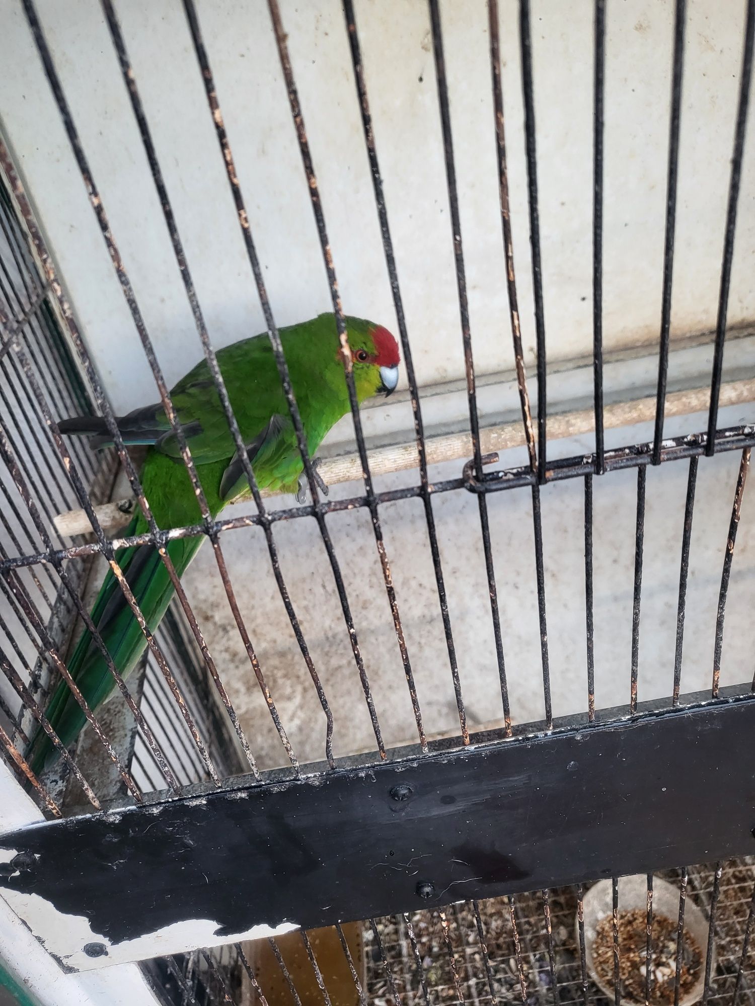 Vendo Kakariki verde
