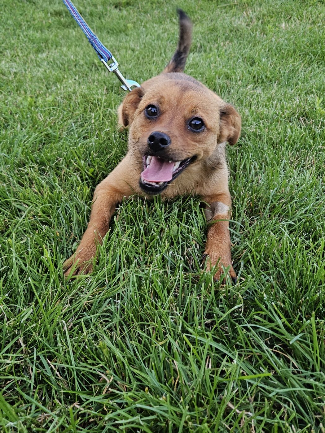 Giulia, cudowna młoda suczka do adopcji, pies, suka, adoptuj