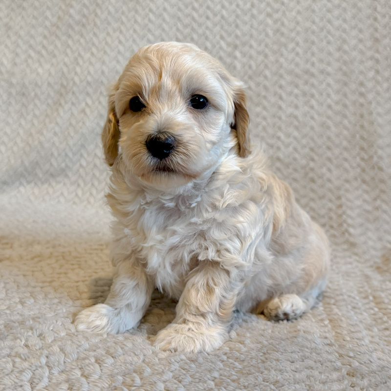 **maltipoo piesek**