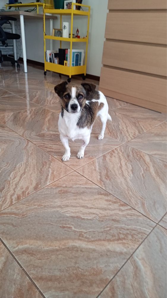 Pocoyo - 1.5 anos, porte pequeno (7kg)