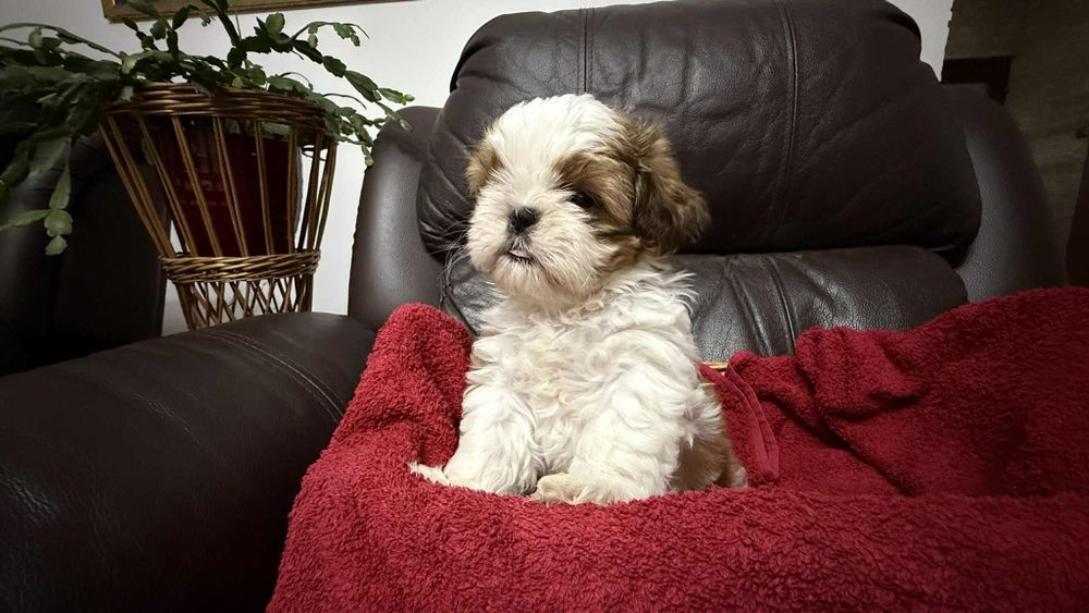 Piesek szczeniaczek shih tzu z rodowodem