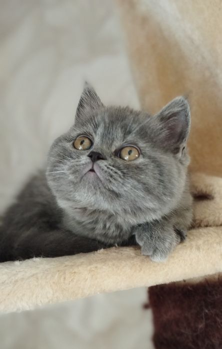 Шотландські кошенята