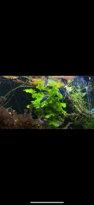 Akwarium 375l zestaw