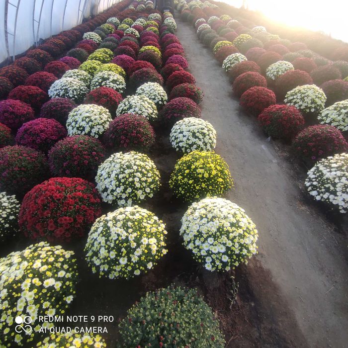 Chryzantemy drobnokwiatowe ,średniokwiatowe, wielkokwiatowe