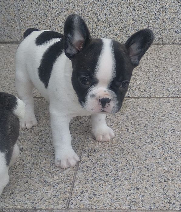 Fabulosa! Buldogue Francês Fêmea Preta e Branca