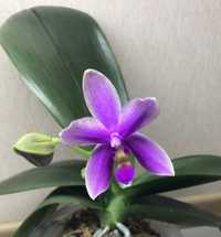 Орхидея фаленопсис Микки флора арома