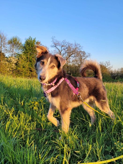 Piękny, młody POKER szuka kochającego domu !!