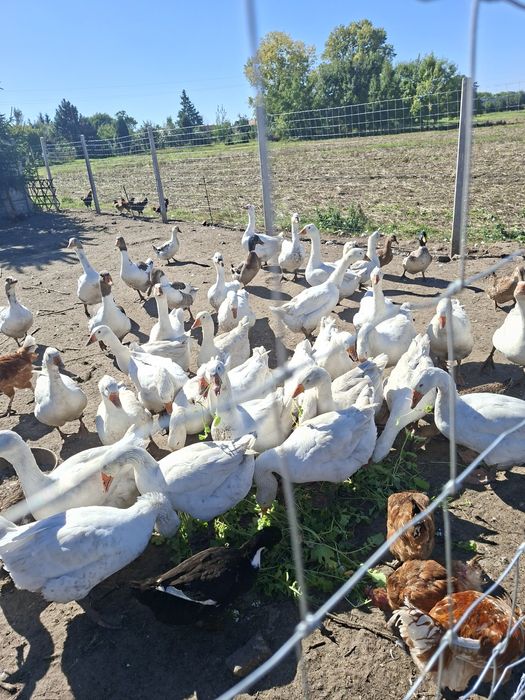 Gęsi kołudzkie  ekologiczne