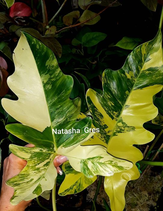 Филодендрон Philodendron Williamsii variegated Сингониум Монстера